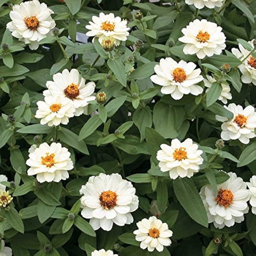 Zinnia (‘Double Salmon Profusion’) for planting in garden